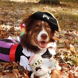 Pet Athletic Club