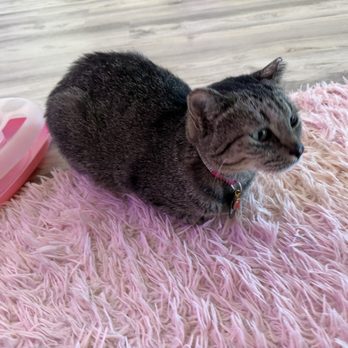 Cat Cafe Maui - Kitties! - Pet Adoption Near Me - Kahului, Hawaii Cat Cafe Maui - Kitties! - Pet Adoption Near Me - Kahului, Hawaii