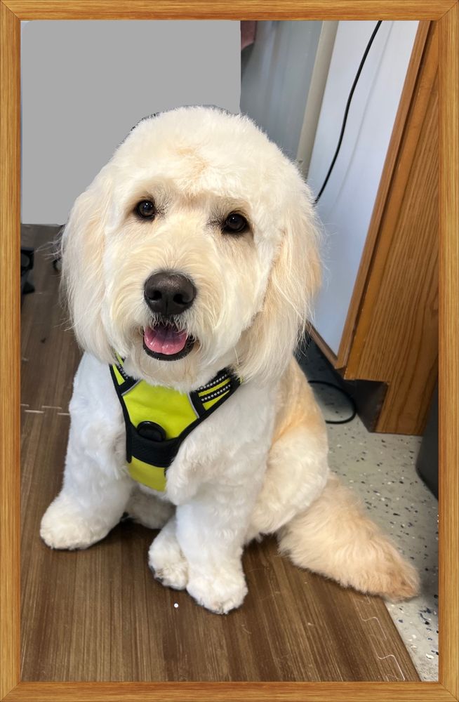 DOGSBE Fort Wayne, Indiana Pet Groomers Phone Number Yelp