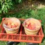 Gogle Farms