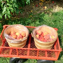 Gogle Farms - Glohaven Yellow peach