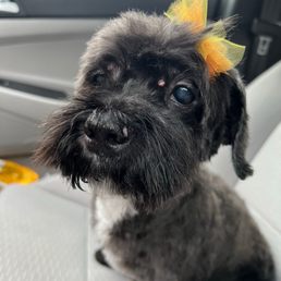 All groomed with her pretty bow! All groomed with her pretty bow!