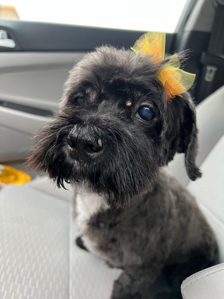 ALL PET GROOMING Updated October 2024 13 Photos & 21 Reviews 3221