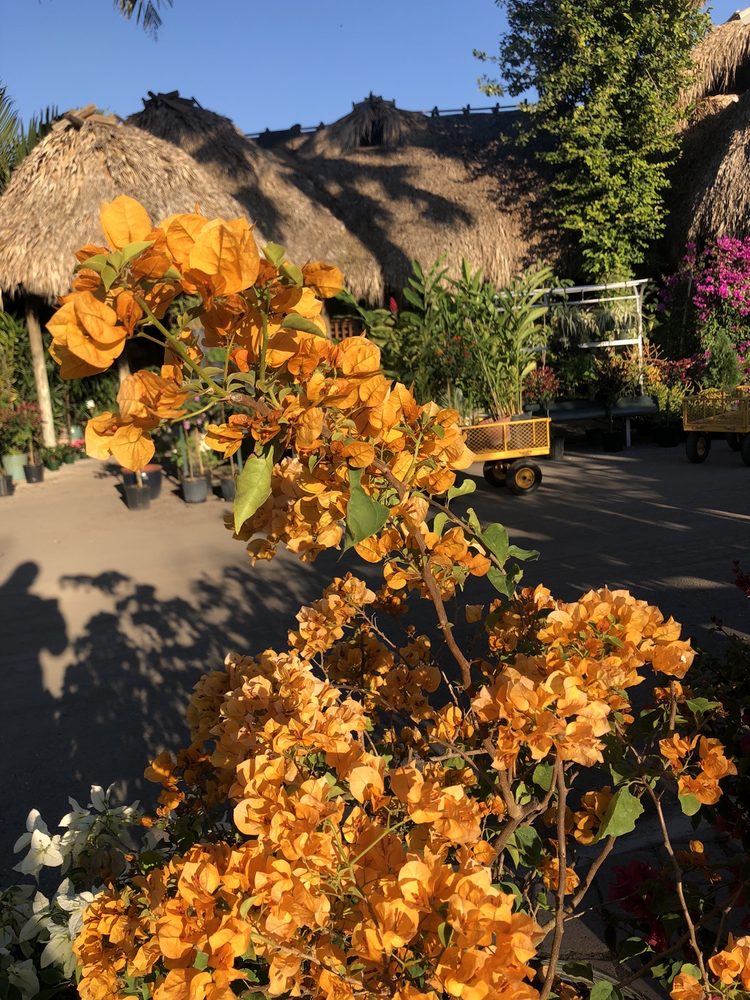 SANTA BARBARA NURSERY 52 Photos & 12 Reviews Nurseries & Gardening