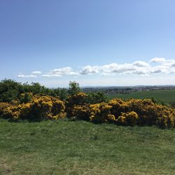 Blackford Hill