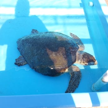 Loggerhead Marinelife Center - Community Service/Non-Profit Near Me - Juno Beach, Florida Loggerhead Marinelife Center - Community Service/Non-Profit Near Me - Juno Beach, Florida
