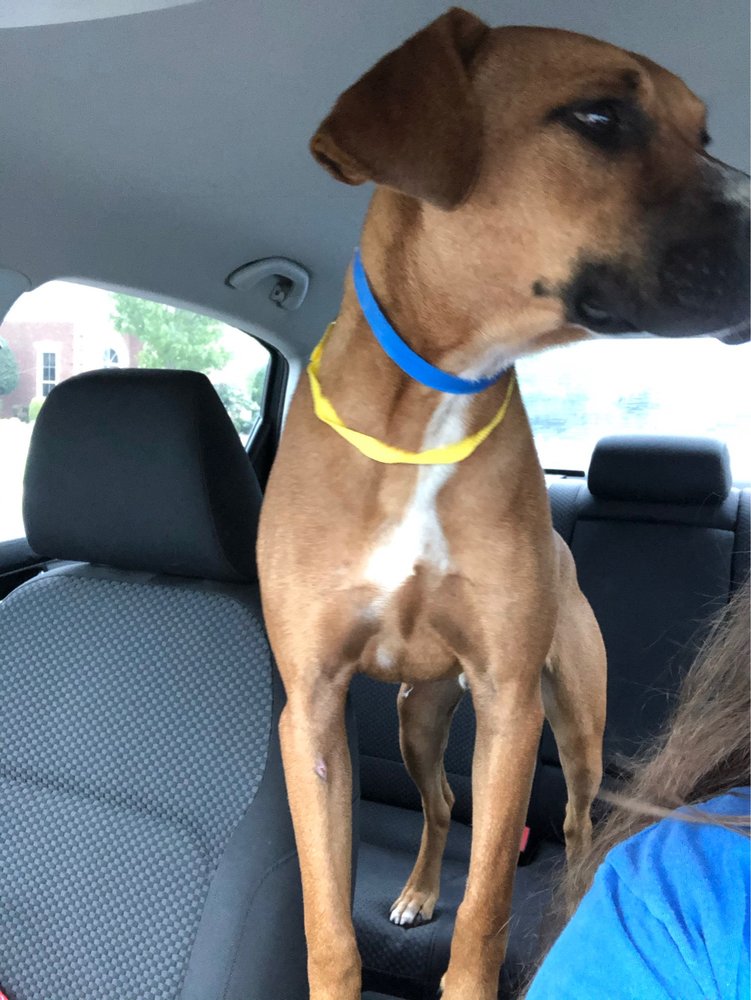 PET ADOPTION SERVICE 12 Reviews 285 John R Rice Blvd, Murfreesboro