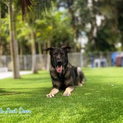 Jill’s Next Door Dog Walking & Pet Services