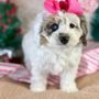 Photo of Puppy Dog Nursery