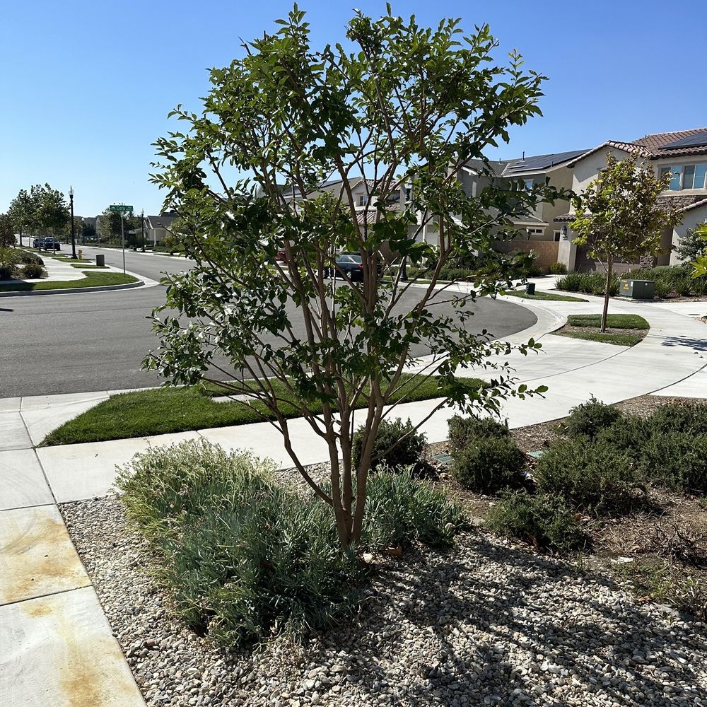 Andrade’s Landscaping and Tree Service - Tree Services Near Me