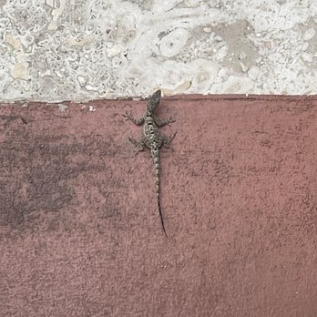 Casa De Amistad - Local wildlife - Guest Houses Near Me - Vieques, Puerto Rico