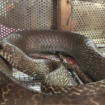 蛇王林 - Live snake in a cage up front - Cantonese Near Me - Hong Kong, HK