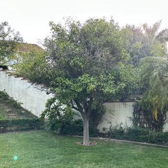 Original Mejia Landscaping - Orange tree before trimming - Landscaping Near Me - Corona, California Original Mejia Landscaping - Orange tree before trimming - Landscaping Near Me - Corona, California