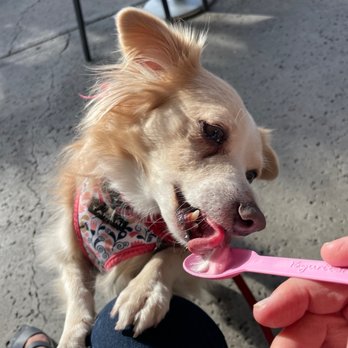 Yogurtland - Ice Cream & Frozen Yogurt Near Me - San Diego, California Yogurtland - Ice Cream & Frozen Yogurt Near Me - San Diego, California