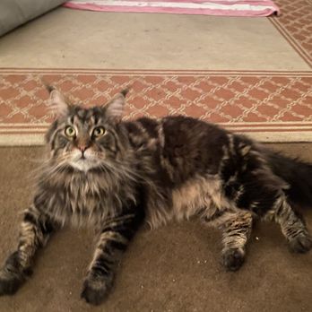 Dynasty Maine Coons - Pet Breeders Near Me