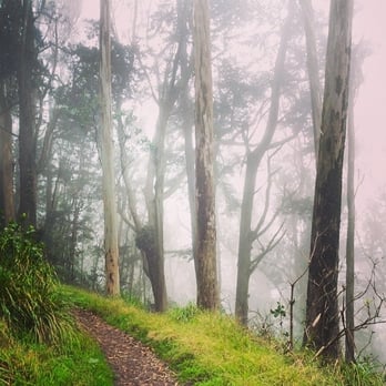 Mount Davidson Park - Trail in the fog. - Parks Near Me - San Francisco, California Mount Davidson Park - Trail in the fog. - Parks Near Me - San Francisco, California