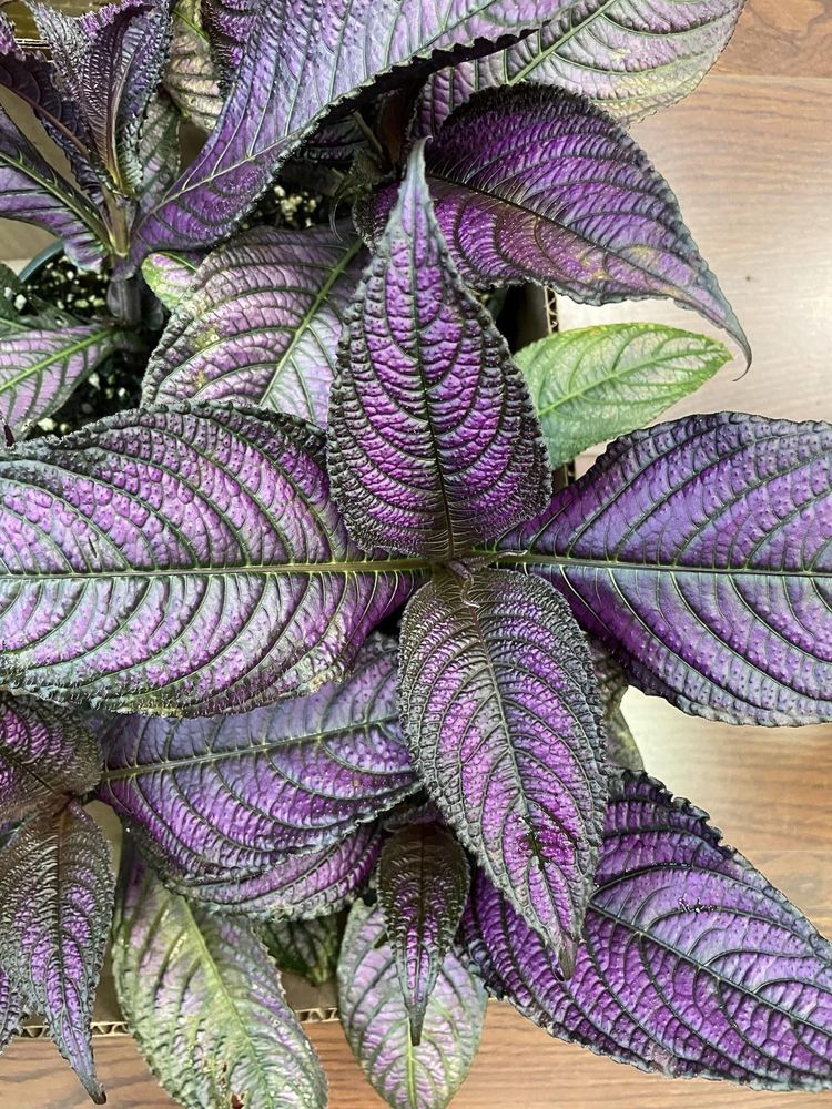 HOUSE OF FLOWERS YORK Request Information 44 Photos 15 N Beaver