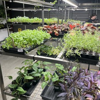 Inevitable Homegrown - Inside growing tables - Nurseries & Gardening Near Me - San Marcos, Texas Inevitable Homegrown - Inside growing tables - Nurseries & Gardening Near Me - San Marcos, Texas