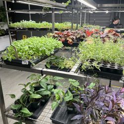 Inevitable Homegrown - Inside growing tables