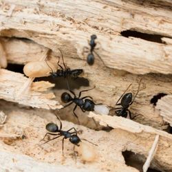 Natura Pest Control