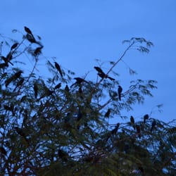 Hotel Chan-Kah Centro - The birds begin to gather in the trees of the zocalo as the afternoon winds down