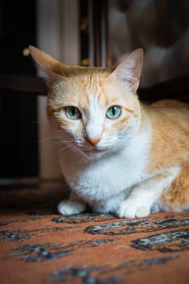 Sonder Maison De Ville by null