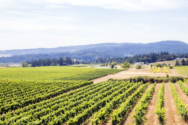 Bethel Heights Vineyard by null