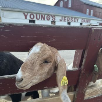 Young's Jersey Dairy - Ice Cream & Frozen Yogurt Near Me - Yellow Springs, Ohio Young's Jersey Dairy - Ice Cream & Frozen Yogurt Near Me - Yellow Springs, Ohio