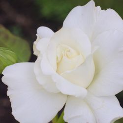 Owen Rose Garden