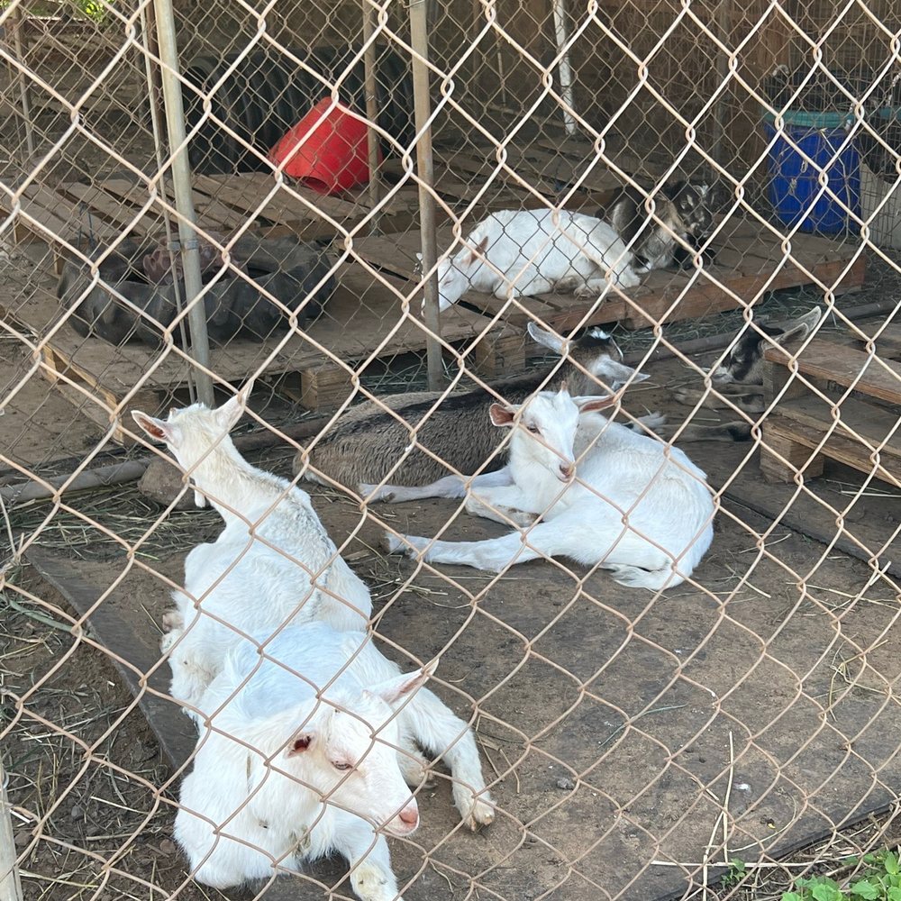Surfing Goat Dairy - Fun seating the goats and reading the informational signs. - Cheese Shops Near Me - Kula, Hawaii