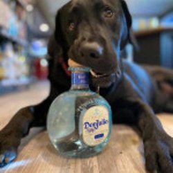 Black Dog Bar
