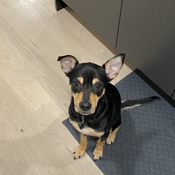Rascal Training - Pet Training Near Me Rascal Training - Pet Training Near Me