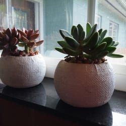 Lowe's Home Improvement - I love these succulents from Lowes.  They require little attention and are so cute.   About $7 each.