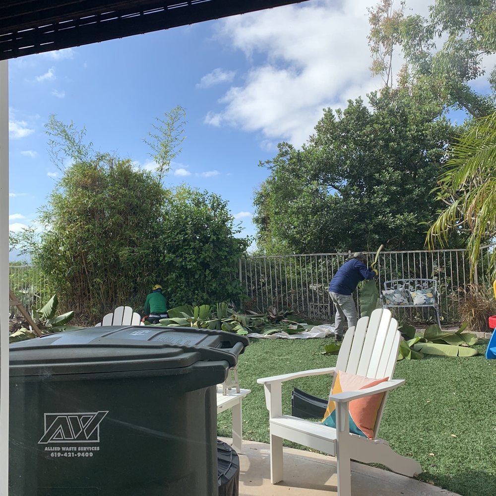 Hector Tree Care - Before of our trees - Tree Services Near Me Hector Tree Care - Before of our trees - Tree Services Near Me