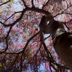 Timm's Tree Care - Underneath a Laceleaf maple