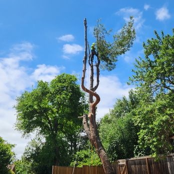 Pro M Tree Service - Pine tre Removing - Tree Services Near Me Pro M Tree Service - Pine tre Removing - Tree Services Near Me
