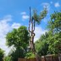 Photo of Pro M Tree Service