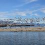 Photo of Land and Sea Shark Tour
