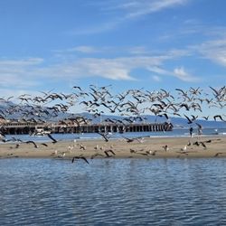 Land and Sea Shark Tour - Birds  01-18-2026