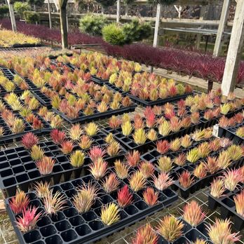 Airplant Alchemy - Home & Garden Near Me - Carpinteria, California