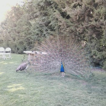 Granite Creek Vineyards - Peacock mating ritual - AWESOME! - Wineries Near Me - Chino Valley, Arizona