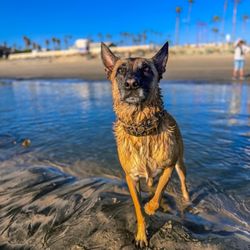 Doggie Gone Grooming - Always take her to doggie gone grooming after beach days
