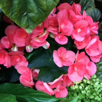 Volunteer Park Conservatory - They look like a - Parks Near Me - Seattle, Washington