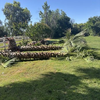 FB Tree Services - Tree Services Near Me - North Highlands, California