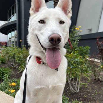 Off Leash K9 Training - Pet Training Near Me Off Leash K9 Training - Pet Training Near Me