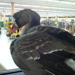 Lynn's Dakotamart Pharmacy- Pierre - Sporting goods.