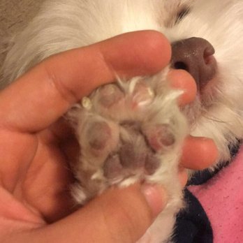 See Spot Clean - Pet Groomers Near Me - Goodyear, Arizona See Spot Clean - Pet Groomers Near Me - Goodyear, Arizona