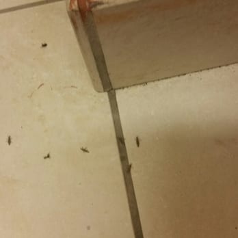 Quality Inn & Suites - Dead bugs littered the hallway - Hotels Near Me - Sioux City, Iowa