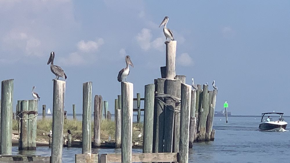 PIER EIGHT SEAFOOD FISH MARKET Updated May 2024 286 Photos & 197 Reviews 409 Todville Rd