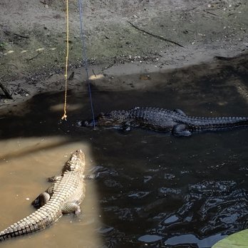 Gator Beach - Feeding the alligator. It cost five bucks and you get four pellets but it was worth it. - Amusement Parks Near Me - Destin, Florida Gator Beach - Feeding the alligator. It cost five bucks and you get four pellets but it was worth it. - Amusement Parks Near Me - Destin, Florida